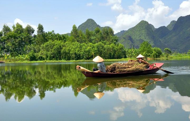 Bonobo: Nguồn Gốc Tiến Hóa Của Ngôn Ngữ Con Người?